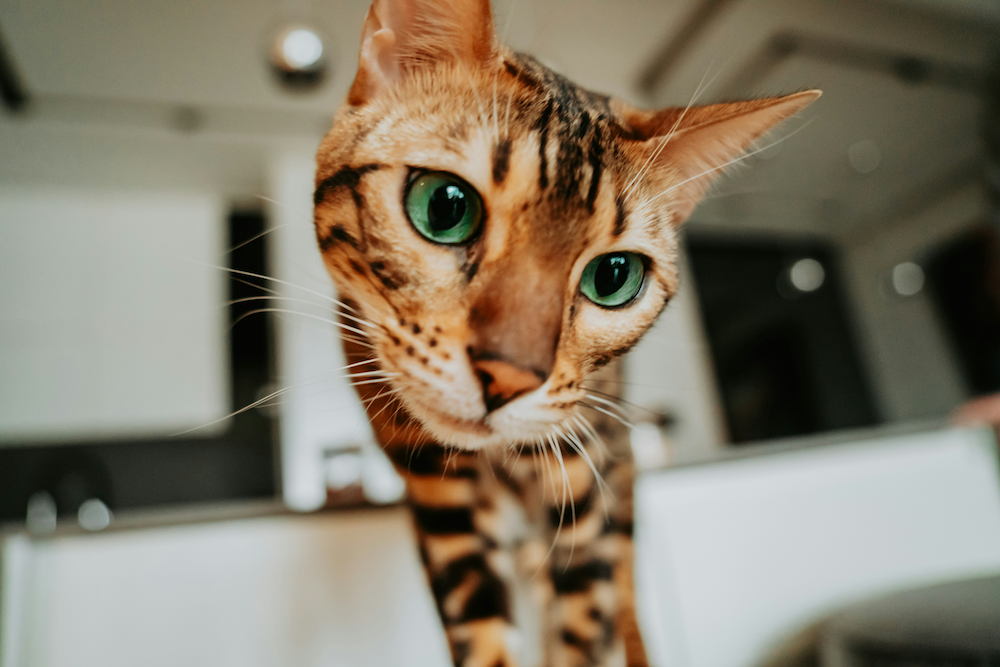 Bengal cat