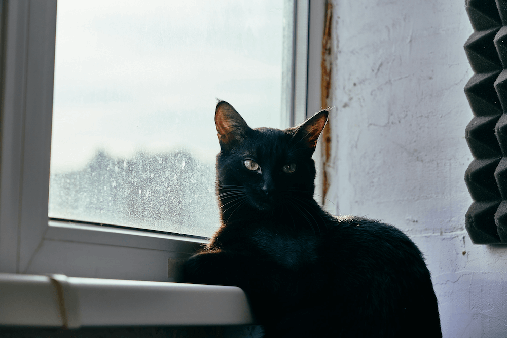 Black cat with attitude