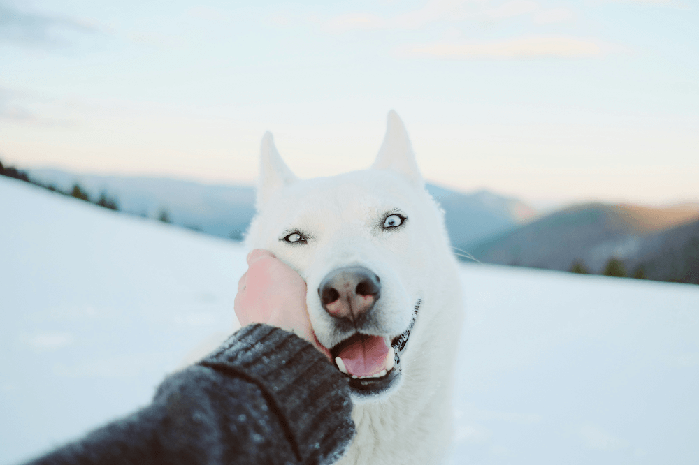 Dog in the snow