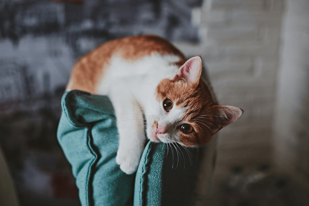 Orange menace cat