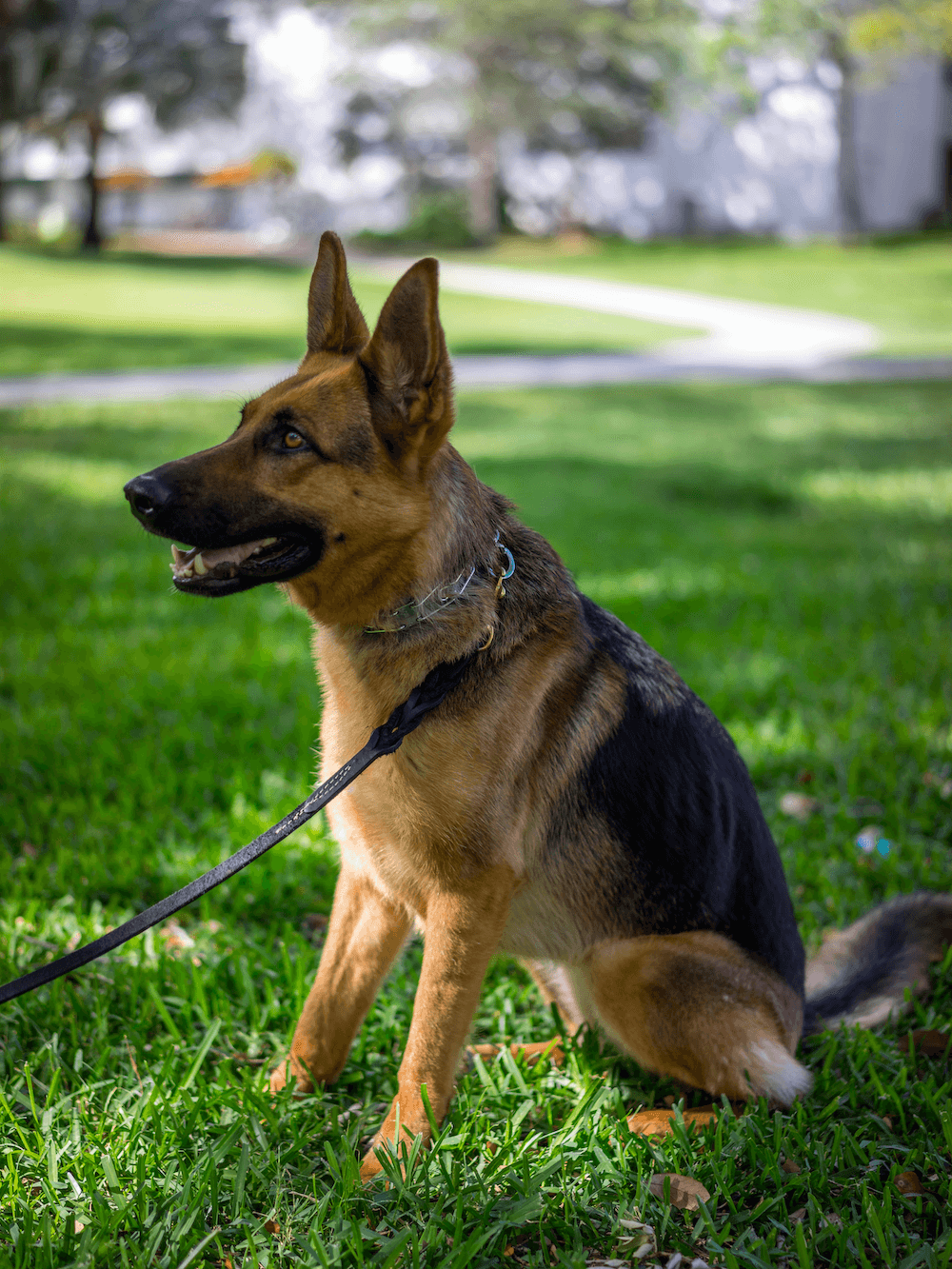 Shepherd in the park