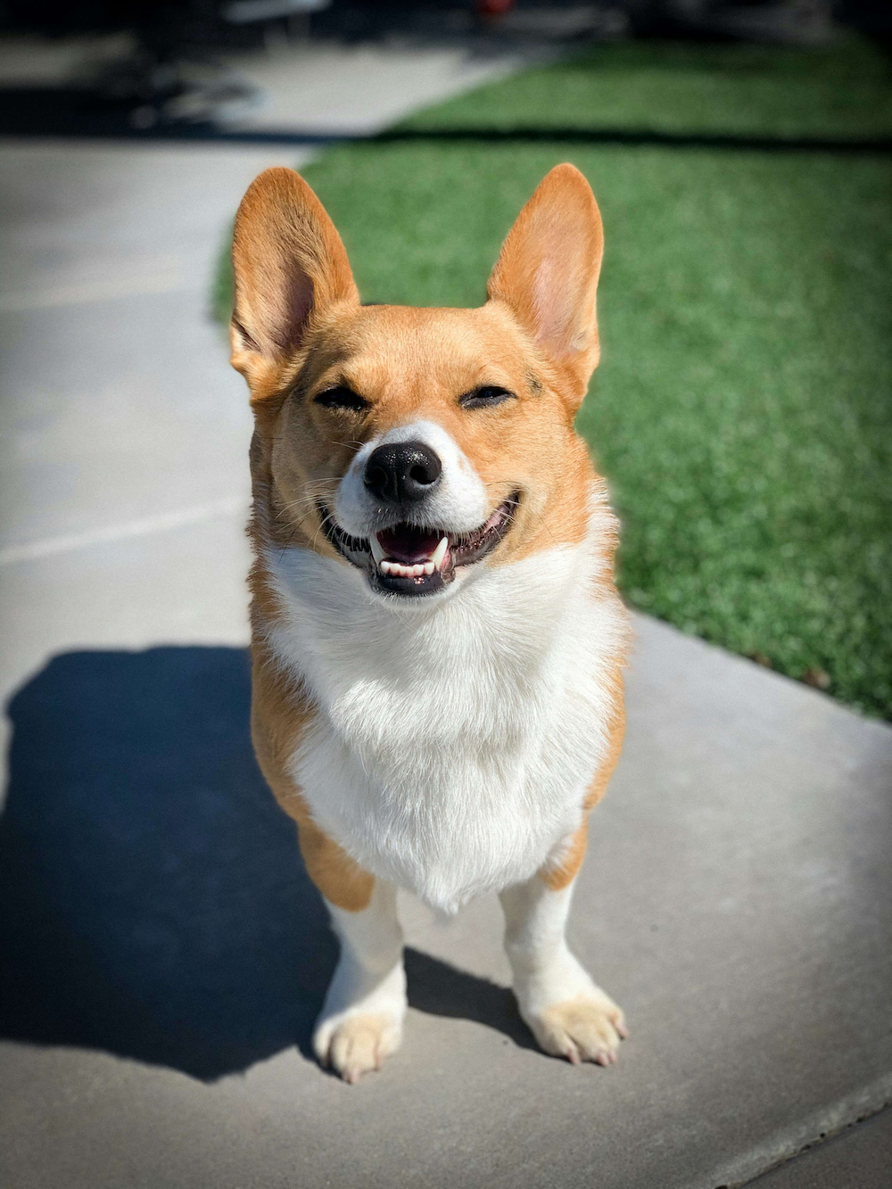Smiling Corgi