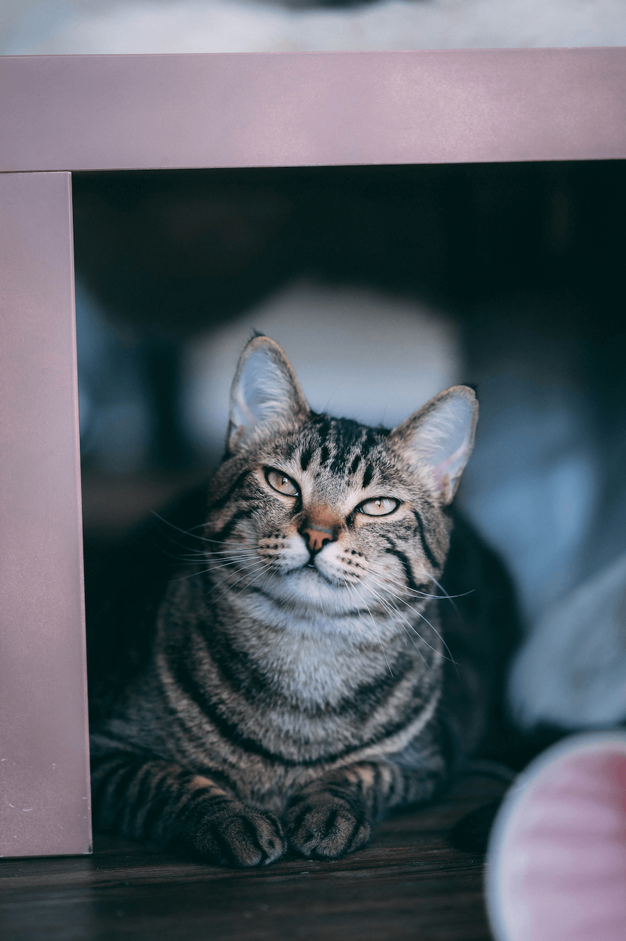 Smug looking kitty