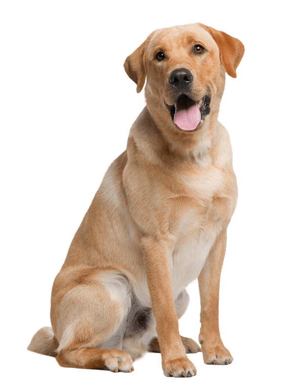 golden labrador retriever sitting looking happy