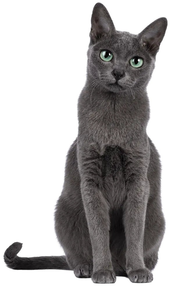 russian blue cat with green eyes sitting
